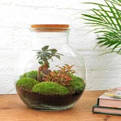 Teddy Bonsai - Terrarium With Light - Bottle Garden DIY Kit - Ø 25 Cm ↑ 26,5 Cm -UrbanJngl Terrarium Plants teddy bonsai closed terrarium kit