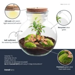 Teddy Bonsai - Terrarium With Light - Bottle Garden DIY Kit - Ø 25 Cm ↑ 26,5 Cm -UrbanJngl Terrarium Plants teddy bonsai red plant terrarium diy kit info trendhero 291a060f a4bc 4809 b64b 3d20f5523529