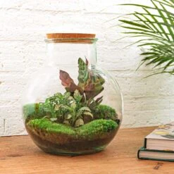 Teddy - Terrarium With Light - Bottle Garden DIY Kit - Ø 25 Cm ↑ 26,5 Cm -UrbanJngl Terrarium Plants teddy planten terrarium in fles met kurk
