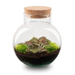 UrbanJngl Terrarium Plants -UrbanJngl Terrarium Plants terrarium Noah Fittonia jolyjosan