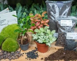 Bonsai Ficus Ginseng - Plant Terrarium Refill & Starter Kit - 3 Terrarium Plants - DIY -UrbanJngl Terrarium Plants terrarium bottle garden green bonsai kit start set flaschengarten