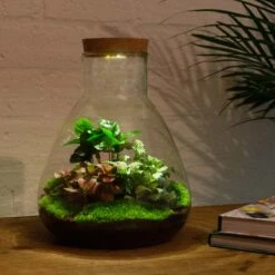 24x Terrarium - Sam Coffea With Light - Sustainable Business Gift - ↑ 30 Cm - DIY -UrbanJngl Terrarium Plants terrarium diy with light sam urbanjngl 3310c66d ff7a 4679 92c9 3144468152f8