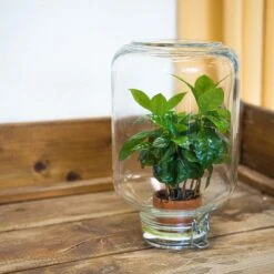 Easyplant - Fido Terrarium Jar - Bottle Garden DIY Kit - Ø 18 Cm ↑ 28 Cm -UrbanJngl Terrarium Plants terrarium easyplant coffea