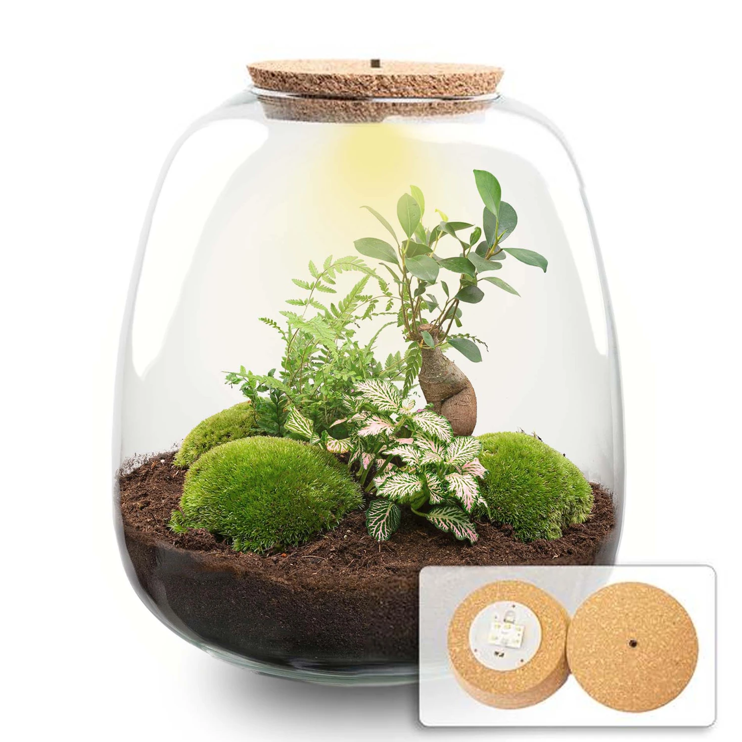 Emma - Terrarium With Light - Bottle Garden DIY Kit - Ø 23 Cm ↑ 25 Cm 6 Emma - Terrarium With Light - Bottle Garden DIY Kit - Ø 23 Cm ↑ 25 Cm - Image 6