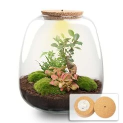 Emma - Terrarium With Light - Bottle Garden DIY Kit - Ø 23 Cm ↑ 25 Cm 19 Emma - Terrarium With Light - Bottle Garden DIY Kit - Ø 23 Cm ↑ 25 Cm -UrbanJngl Terrarium Plants terrarium emma bonsai red led light