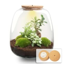 Emma - Terrarium With Light - Bottle Garden DIY Kit - Ø 23 Cm ↑ 25 Cm 20 Emma - Terrarium With Light - Bottle Garden DIY Kit - Ø 23 Cm ↑ 25 Cm -UrbanJngl Terrarium Plants terrarium emma bonsai white light