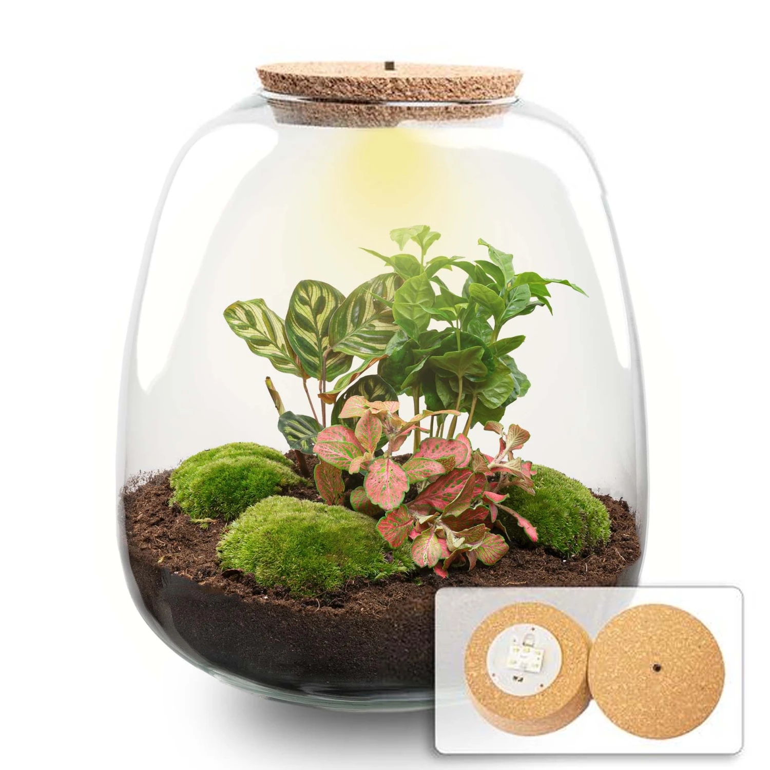 Emma - Terrarium With Light - Bottle Garden DIY Kit - Ø 23 Cm ↑ 25 Cm 2 Emma - Terrarium With Light - Bottle Garden DIY Kit - Ø 23 Cm ↑ 25 Cm - Image 2