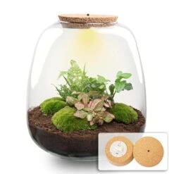 Emma - Terrarium With Light - Bottle Garden DIY Kit - Ø 23 Cm ↑ 25 Cm 17 Emma - Terrarium With Light - Bottle Garden DIY Kit - Ø 23 Cm ↑ 25 Cm -UrbanJngl Terrarium Plants terrarium emma hedera pink LIGHT