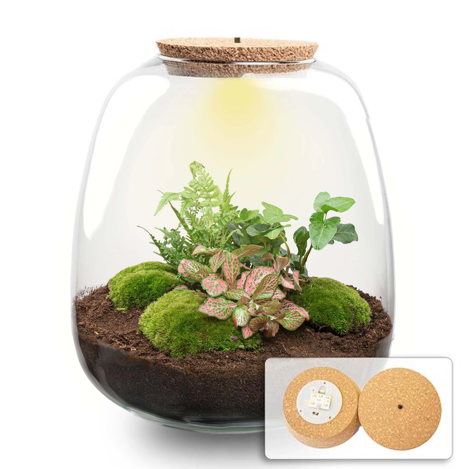 Emma - Terrarium With Light - Bottle Garden DIY Kit - Ø 23 Cm ↑ 25 Cm 7 Emma - Terrarium With Light - Bottle Garden DIY Kit - Ø 23 Cm ↑ 25 Cm - Image 7