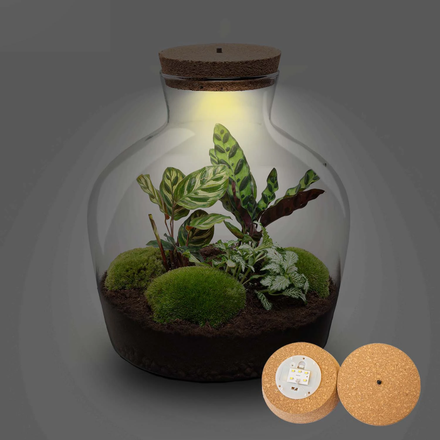 Fat Joe - Terrarium With Light - Bottle Garden DIY Kit - Ø 29 Cm ↑ 30 Cm 2 Fat Joe - Terrarium With Light - Bottle Garden DIY Kit - Ø 29 Cm ↑ 30 Cm - Image 2