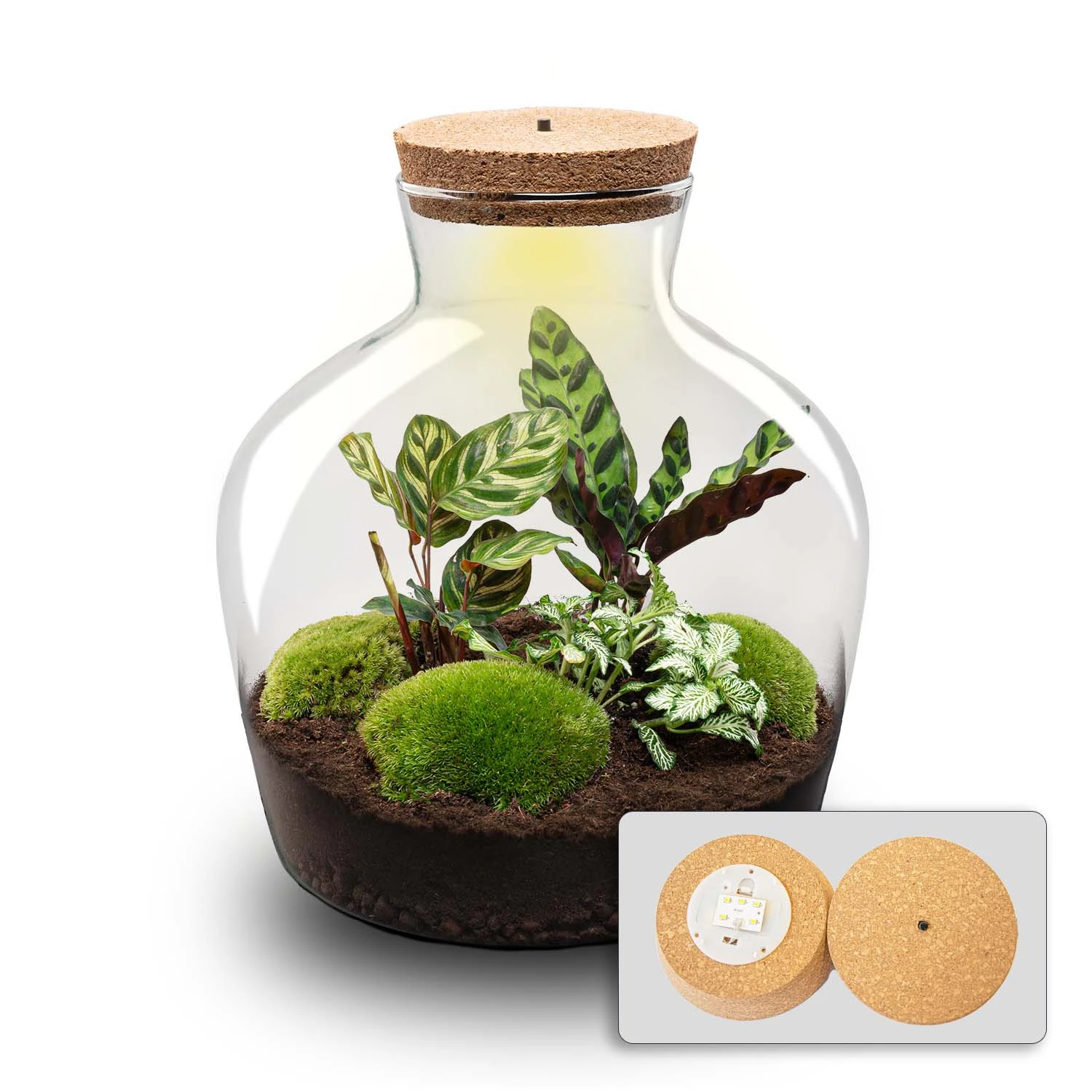 Fat Joe - Terrarium With Light - Bottle Garden DIY Kit - Ø 29 Cm ↑ 30 Cm 1 Fat Joe - Terrarium With Light - Bottle Garden DIY Kit - Ø 29 Cm ↑ 30 Cm