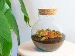 Noah - Terrarium - Bottle Garden DIY Kit - Ø 18.5 Cm ↑ 19 Cm -UrbanJngl Terrarium Plants terrarium flachengarten noah ruby lime