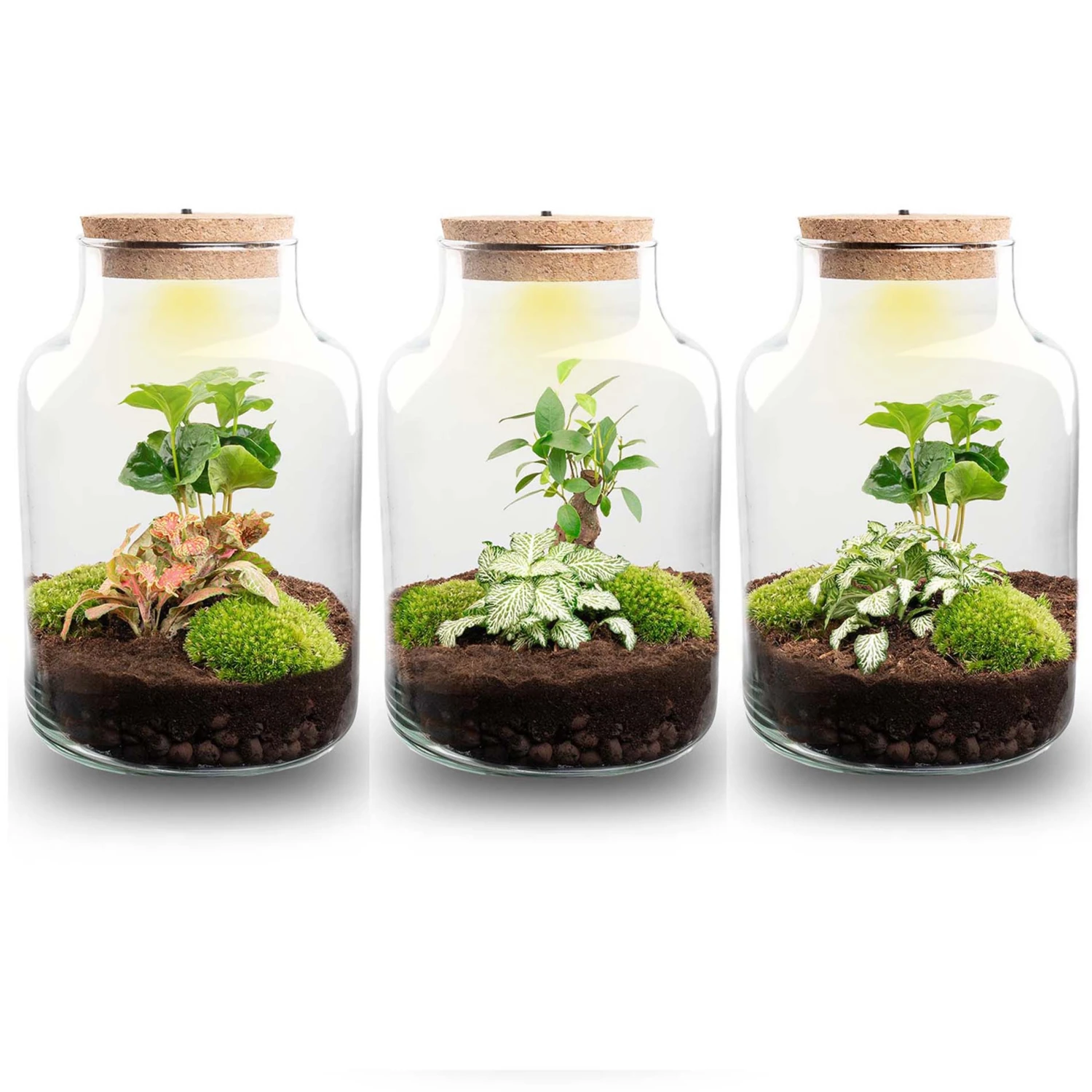 Little Milky - Terrarium With Light - Bottle Garden DIY Kit - Ø 17 Cm ↑ 25 Cm 1 Little Milky - Terrarium With Light - Bottle Garden DIY Kit - Ø 17 Cm ↑ 25 Cm