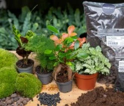 5 Terrarium Plants - Plant Terrarium Refill & Starter Kit - 5 Terrarium Plants - DIY -UrbanJngl Terrarium Plants terrarium kit 5 plants refill flaschengarten