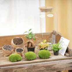 Sven XL Bonsai - Terrarium With Light - Bottle Garden DIY Kit - Ø 23 Cm ↑ 43 Cm -UrbanJngl Terrarium Plants terrarium kit flaschengarten trendhero DSC03719