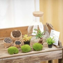 Sam XL Bonsai - Terrarium With Light - Bottle Garden DIY Kit - Ø 30 cm ↑ 32 cm 11 Sam XL Bonsai - Terrarium With Light - Bottle Garden DIY Kit - Ø 30 cm ↑ 32 cm -UrbanJngl Terrarium Plants terrarium kit flaschengarten trendhero sam xl bonsai