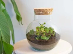 Noah - Terrarium - Bottle Garden DIY Kit - Ø 18.5 Cm ↑ 19 Cm -UrbanJngl Terrarium Plants terrarium noah bubble red 99f44aae 122b 4f01 92a5 b179d4e4424b