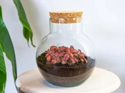 Noah - Terrarium - Bottle Garden DIY Kit - Ø 18.5 Cm ↑ 19 Cm -UrbanJngl Terrarium Plants terrarium noah fittonia red 6d2175d8 4aed 48af 9f1e 6a5dde8bb613