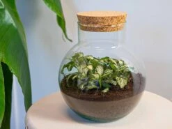 Noah - Terrarium - Bottle Garden DIY Kit - Ø 18.5 Cm ↑ 19 Cm -UrbanJngl Terrarium Plants terrarium noah white tiger