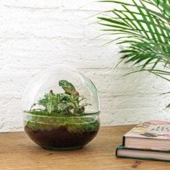 Dome - Two-part Round Glass Terrarium - Bottle Garden DIY Kit - Ø 20 Cm ↑ 20 Cm 9 Dome - Two-part Round Glass Terrarium - Bottle Garden DIY Kit - Ø 20 Cm ↑ 20 Cm -UrbanJngl Terrarium Plants terrarium pflanzen im glass