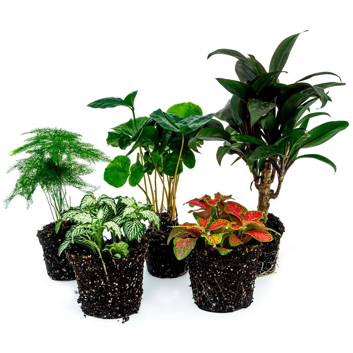 Plant Terrarium Set - Coffea Arabica - 5 Plants - Coffea Arabica - Palm - Asparagus - Red & White Fittonia 1 Plant Terrarium Set - Coffea Arabica - 5 Plants - Coffea Arabica - Palm - Asparagus - Red & White Fittonia