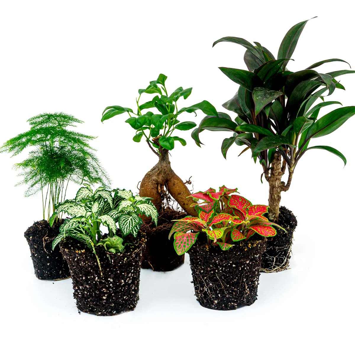 Plant Terrarium Set - Bonsai - 5 Plants - Ficus Ginseng Bonsai - Palm - Asparagus - Red & White Fittonia 1 Plant Terrarium Set - Bonsai - 5 Plants - Ficus Ginseng Bonsai - Palm - Asparagus - Red & White Fittonia