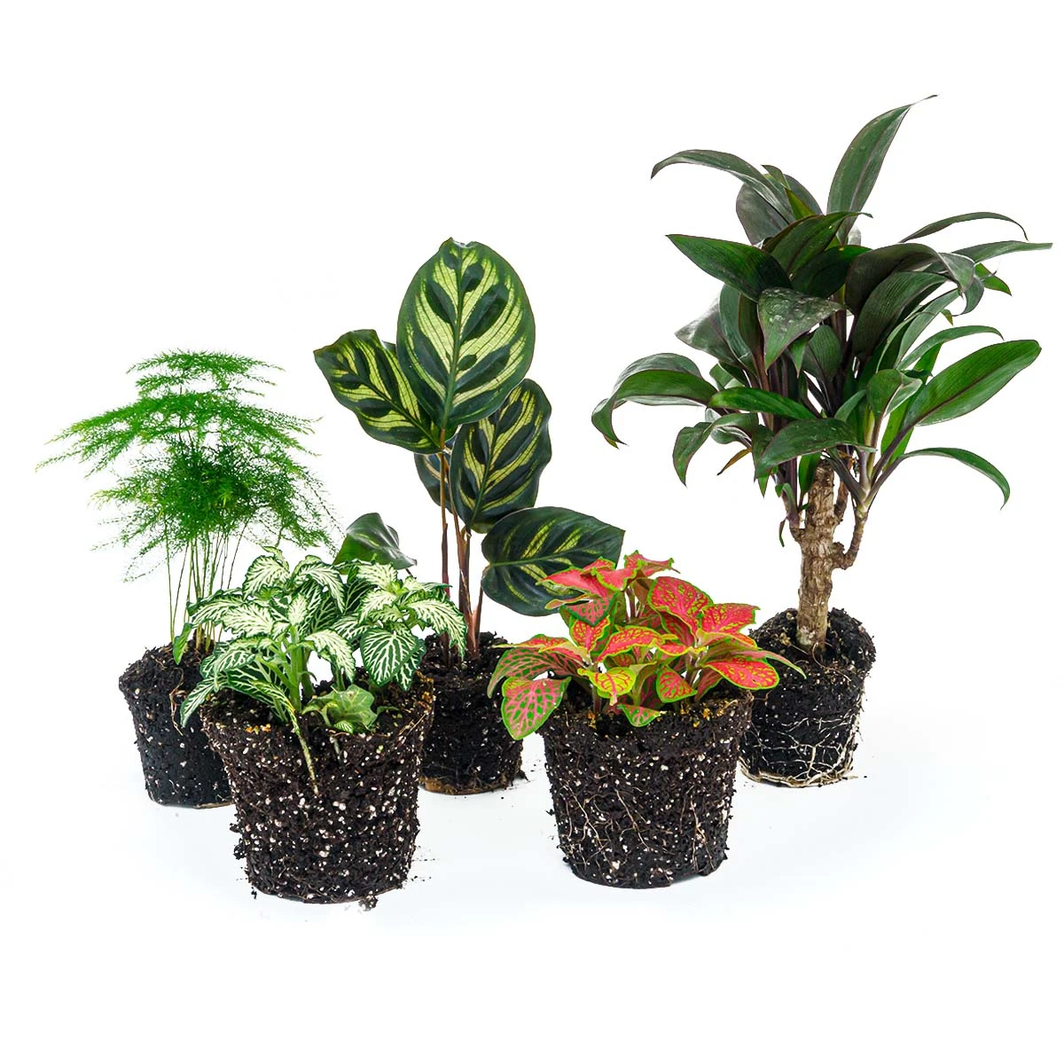 Plant Terrarium Set - Makoyana - 5 Plants - Palm - Calathea Makoyana - Asparagus - Red & White Fittonia 1 Plant Terrarium Set - Makoyana - 5 Plants - Palm - Calathea Makoyana - Asparagus - Red & White Fittonia