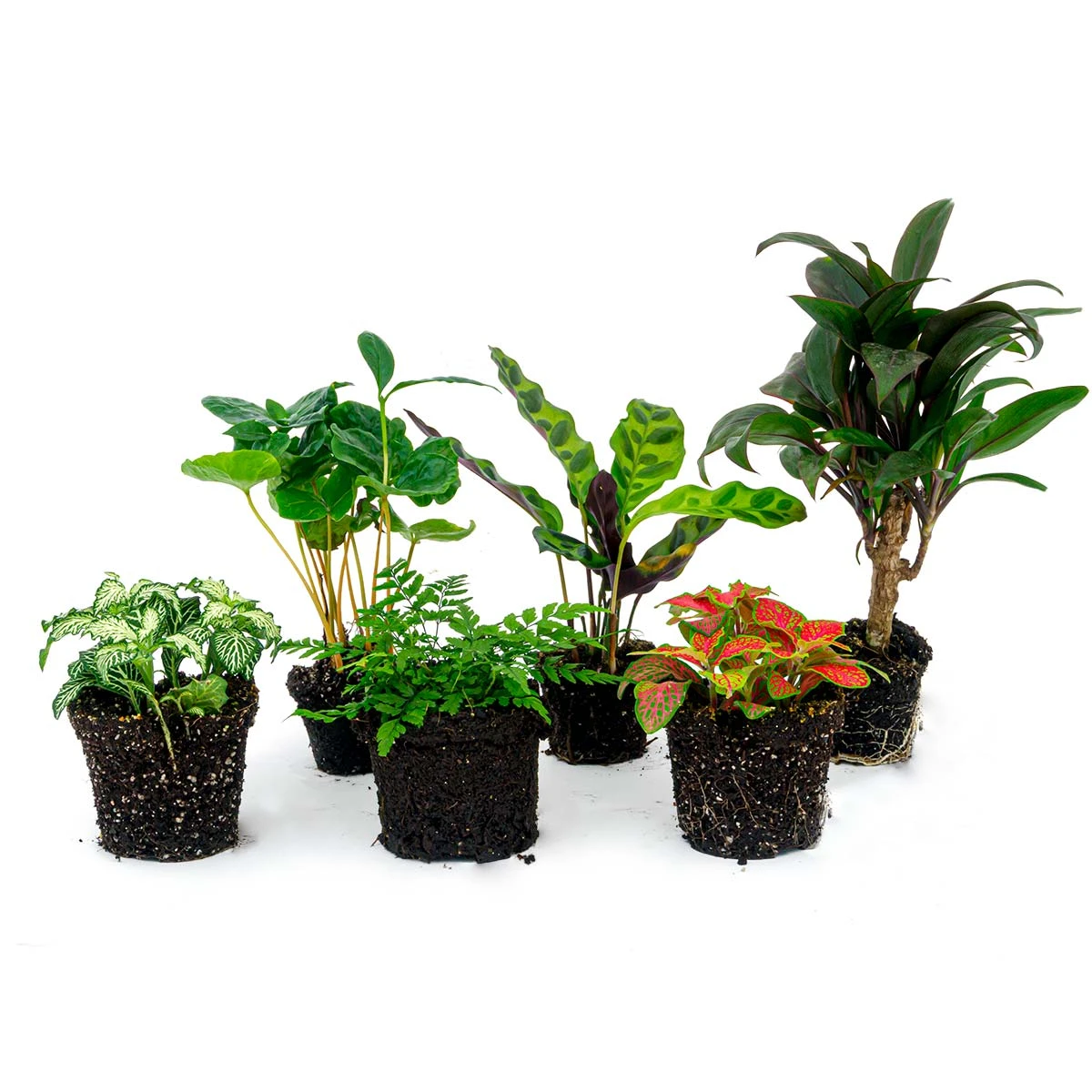 Plant Terrarium Set - Jungle Boost - 6 Plants - Palm - Calathea Lancifolia - Coffea Arabica - Fern - Red & White Fittonia 1 Plant Terrarium Set - Jungle Boost - 6 Plants - Palm - Calathea Lancifolia - Coffea Arabica - Fern - Red & White Fittonia