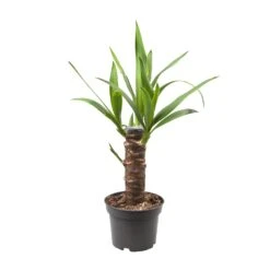 Yucca Elephantipes (Palm Lily) ↑ 40 Cm