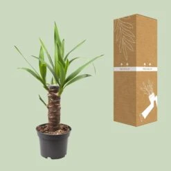 Yucca Elephantipes (Palm Lily) ↑ 40 Cm -UrbanJngl Terrarium Plants thumbnail 6000 267a1a2a 5868 4168 aef1 68cffb2d1233