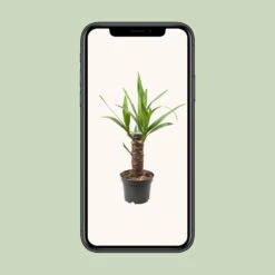 Yucca Elephantipes (Palm Lily) ↑ 40 Cm -UrbanJngl Terrarium Plants thumbnail 6000 6c618163 ee73 4db5 b53c bb1f5b04c110
