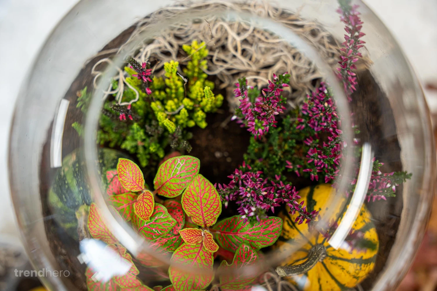 Emma Autumn - Glass Bottle With Autumn Plants And Mini Pumpkins - Autumn Bottle Garden DIY Kit - Ø 23 Cm ↑ 25 Cm 2 Emma Autumn - Glass Bottle With Autumn Plants And Mini Pumpkins - Autumn Bottle Garden DIY Kit - Ø 23 Cm ↑ 25 Cm - Image 2
