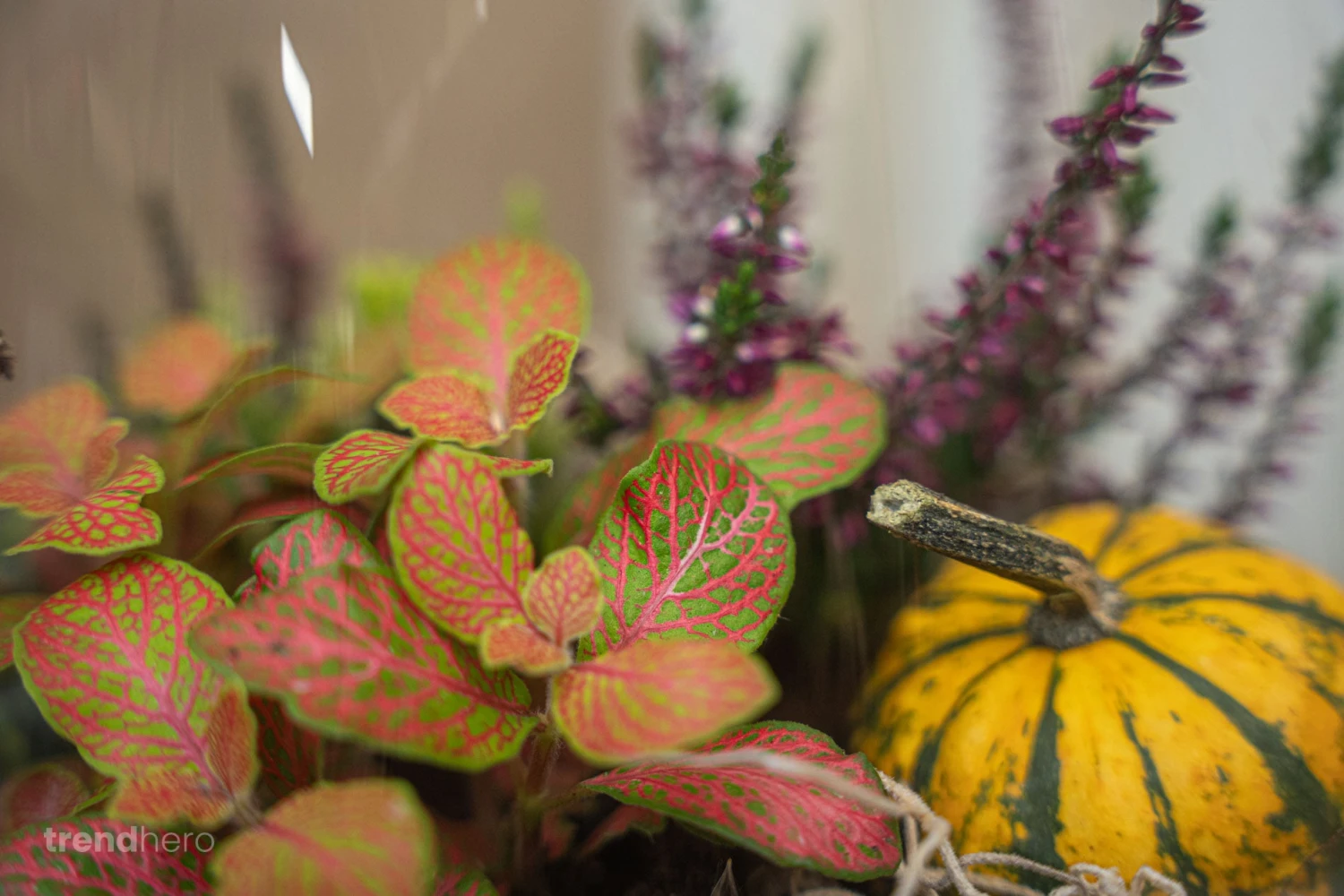 Emma Autumn - Glass Bottle With Autumn Plants And Mini Pumpkins - Autumn Bottle Garden DIY Kit - Ø 23 Cm ↑ 25 Cm 3 Emma Autumn - Glass Bottle With Autumn Plants And Mini Pumpkins - Autumn Bottle Garden DIY Kit - Ø 23 Cm ↑ 25 Cm - Image 3