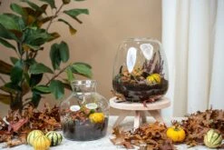 Emma Autumn - Glass Bottle With Autumn Plants And Mini Pumpkins - Autumn Bottle Garden DIY Kit - Ø 23 Cm ↑ 25 Cm 8 Emma Autumn - Glass Bottle With Autumn Plants And Mini Pumpkins - Autumn Bottle Garden DIY Kit - Ø 23 Cm ↑ 25 Cm -UrbanJngl Terrarium Plants trendhero terrarium autumn herst 06613