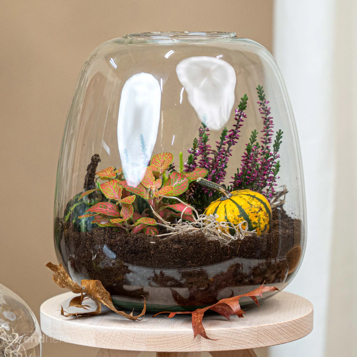 Emma Autumn - Glass Bottle With Autumn Plants And Mini Pumpkins - Autumn Bottle Garden DIY Kit - Ø 23 Cm ↑ 25 Cm 1 Emma Autumn - Glass Bottle With Autumn Plants And Mini Pumpkins - Autumn Bottle Garden DIY Kit - Ø 23 Cm ↑ 25 Cm