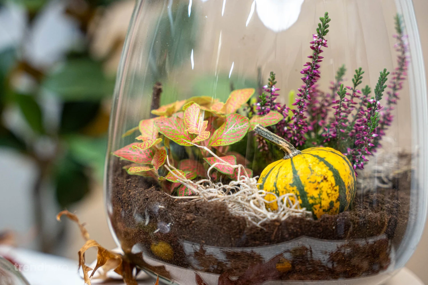 Emma Autumn - Glass Bottle With Autumn Plants And Mini Pumpkins - Autumn Bottle Garden DIY Kit - Ø 23 Cm ↑ 25 Cm 5 Emma Autumn - Glass Bottle With Autumn Plants And Mini Pumpkins - Autumn Bottle Garden DIY Kit - Ø 23 Cm ↑ 25 Cm - Image 5