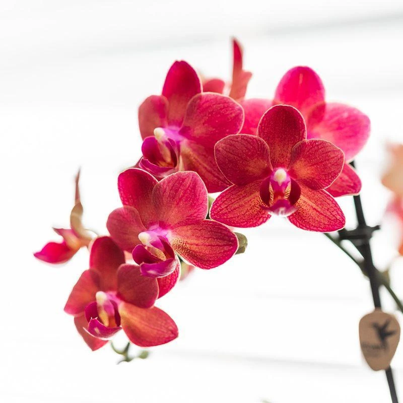 Red Phalaenopsis Orchid - Congo + Elite Silver Pot - Pot Size Ø9cm - ↑ 40cm 2 Red Phalaenopsis Orchid - Congo + Elite Silver Pot - Pot Size Ø9cm - ↑ 40cm - Image 2