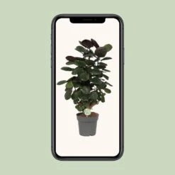 Polyscias Scutellaria Fabian (Araliapalm) ↑ 60 Cm -UrbanJngl Terrarium Plants unnamed 0a1f5d1b a36b 45da 93e6 abd01312c5f9