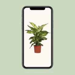 Dieffenbachia Mars (Dumb Cane) ↑ 50 Cm -UrbanJngl Terrarium Plants unnamed 10584491 368c 4884 8161 040ef242e950