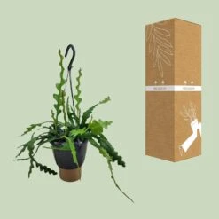 Epiphyllum Anguliger (Fishbone Cactus) ↑ 35 Cm -UrbanJngl Terrarium Plants unnamed 17e3cbf5 8a42 4344 94de 1ea6b9799d70