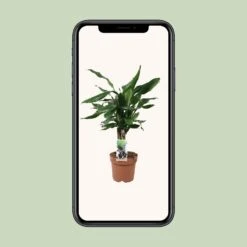 Dracaena Fragrans Steudneri Green (Dragon Tree) ↑55 Cm -UrbanJngl Terrarium Plants unnamed 189eb7c0 99fe 4396 85eb 29eb4d69ceb8