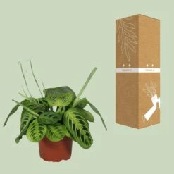 Maranta Leuconeura Fascinator Lemon Lime - Ø12cm - ↑ 30cm -UrbanJngl Terrarium Plants unnamed 18cd1001 5d89 4fcb 96b3 755508cf11d8