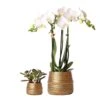 Groove Gold Plant Set | Set With White Phalaenopsis Orchid And Small & Large Succulent - Gold Ceramic Pots Included