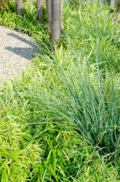 Fargesia Rufa (Bamboo) ↑ 60 Cm -UrbanJngl Terrarium Plants unnamed 1cf739c6 2e45 4730 817f e989a6eb790f