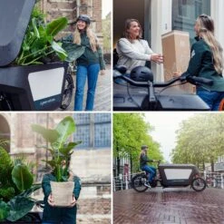 Calathea Zebrina (Peacock Plant) ↑ 80 Cm -UrbanJngl Terrarium Plants unnamed 1d0f517a d06d 46f5 a327 f4c3a9b21bd7