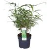Fargesia Rufa (Bamboo Plant) ↑ 40cm