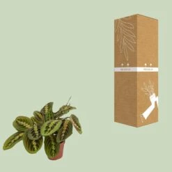 Maranta Fascinator (Prayer Plant) ↑ 20 Cm -UrbanJngl Terrarium Plants unnamed 1f49328d 54ed 4cc9 b666 399e3ef962c5