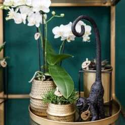 Groove Gold Plant Set | Set With White Phalaenopsis Orchid And Small & Large Succulent - Gold Ceramic Pots Included -UrbanJngl Terrarium Plants unnamed 21bad3dd 1c19 417a b580 85a57b2e33b4