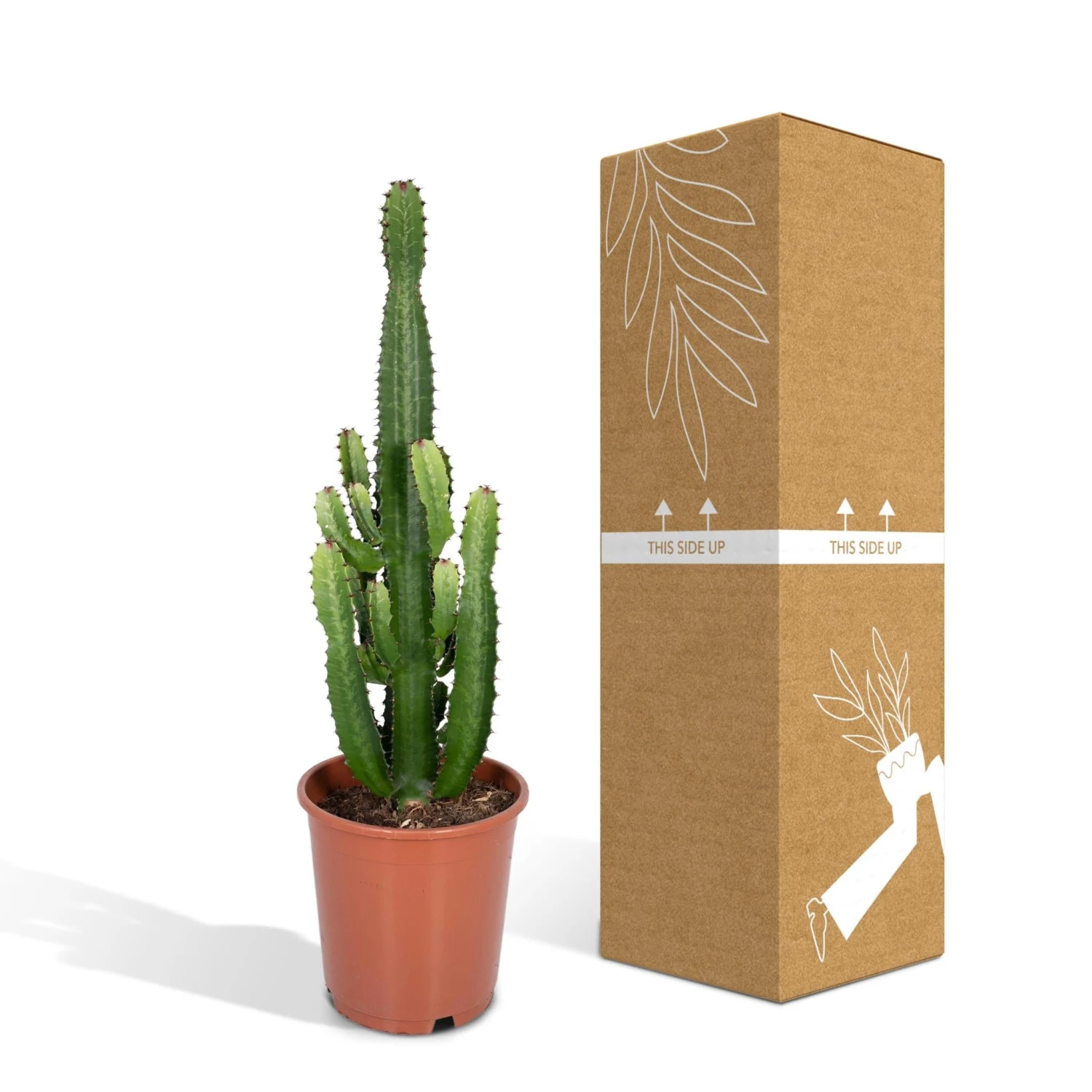 Euphorbia Acrurensis (Cowboy Cactus) ↑ 60 Cm 5 Euphorbia Acrurensis (Cowboy Cactus) ↑ 60 Cm - Image 5