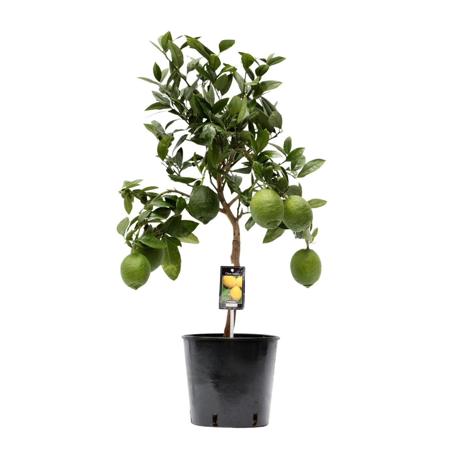 Citrus Lemon (Lemon Tree) ↑ 80 Cm 1 Citrus Lemon (Lemon Tree) ↑ 80 Cm